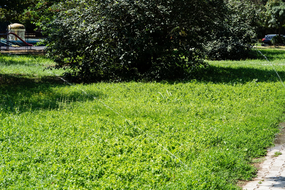 Automatic irrigation sprinklers watering a lush green grass field in a public park, showing visible water streams under bright daylight